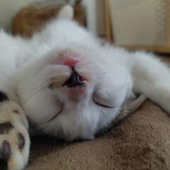 生後5ヶ月くらいの。キジシロ(^^)活発な女のコです。