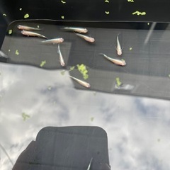 王妃メダカの画像
