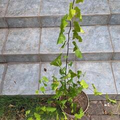 アブチロン 挿し木苗