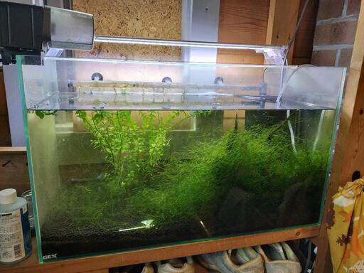 【値下げ】水槽サイズ60セット　アクアリウム　ヌマエビ
