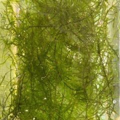 🐸🌿②エビ繁殖用ウィローモス水草¥100円の画像