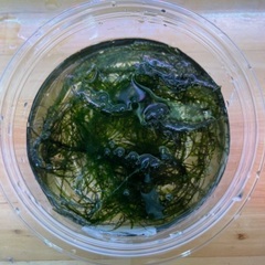 🐸🌿②エビ繁殖用ウィローモス水草¥100円の画像