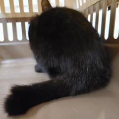ずっとのお家探してます。捕獲器に入ってしまっていました - 猫