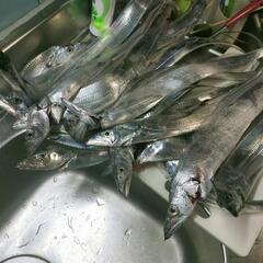 釣りメンバー募集   泉州釣り倶楽部 - メンバー募集