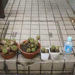 差し上げます　サボテン子株　9月植替え済み　御希望数　初夏に黄色...
