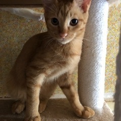 5ヶ月の兄妹🐱