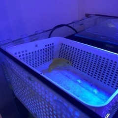 海水魚　キイロハギ　沖縄産の画像