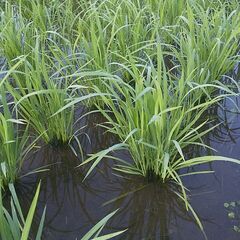 令和4年産　ミルキークイーン　玄米10キロ　精米無料