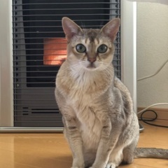 シンガプーラの♀11歳