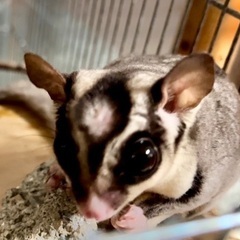 フクロモモンガ　4歳　♂