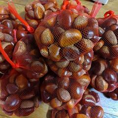 残りわずか今年最後の栗昨日採りたての画像