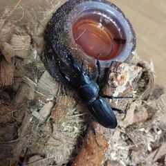 ヒラタクワガタ２匹+飼育ケースの画像