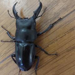 ヒラタクワガタ２匹+飼育ケースの画像