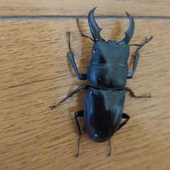 ヒラタクワガタ２匹+飼育ケースの画像