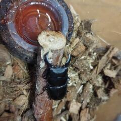 ヒラタクワガタ２匹+飼育ケースの画像