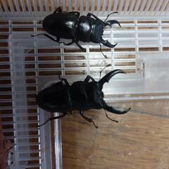 ヒラタクワガタ２匹+飼育ケース