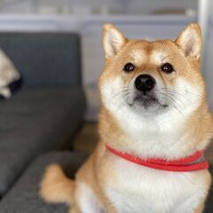 豆柴の子　２歳８か月の男の子