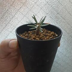 パキポディウム　カクチペス実生1の画像