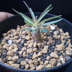 パキポディウム　カクチペス実生1の画像