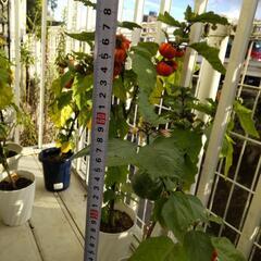 【譲ります】ソラナムパンプキンの画像