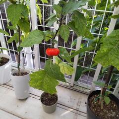 【譲ります】ソラナムパンプキン