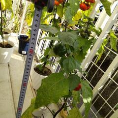 【譲ります】ソラナムパンプキンの画像