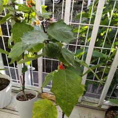 【譲ります】ソラナムパンプキンの画像