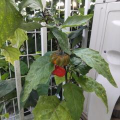 【譲ります】ソラナムパンプキン 苗 ミニ鉢②の画像