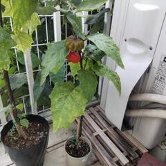 【譲ります】ソラナムパンプキン 苗 ミニ鉢②の画像