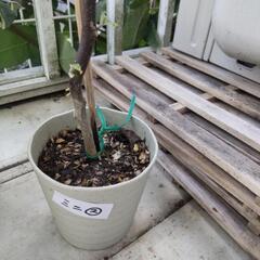 【譲ります】ソラナムパンプキン 苗 ミニ鉢②の画像