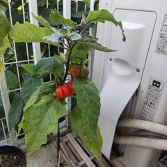 【譲ります】ソラナムパンプキン 苗 ミニ鉢②