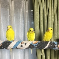 セキセイインコ　ルチノー黄色