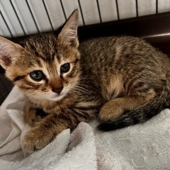 キジトラオス子猫