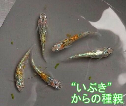 【大幅値引きしました】改良メダカ・煌（きらめき）の幼魚～若魚　10匹＋α