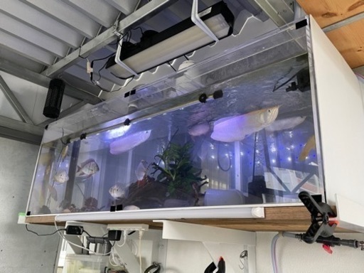 アルビノシルバーアロワナ⭐︎ブラックアロワナ⭐︎シルバーアロワナ