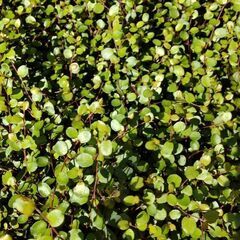 ワイヤープランツ🌿