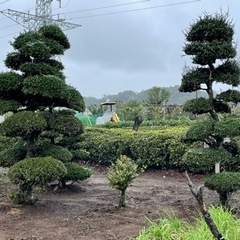 つげの木と松の木　門松にもの画像