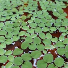 サルビニアククラータ　水草
