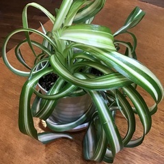 オリヅルラン　ボニー