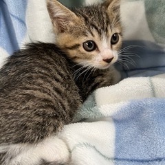 〖10/15里親さん決まりました〗子猫の里親さんを募集しています🐈🐾