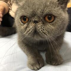 里親様決まりましたブサカワなエキゾチックショートヘアの女の子です。の画像