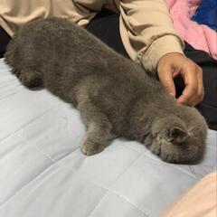 里親様決まりましたブサカワなエキゾチックショートヘアの女の子です。 - 里親募集
