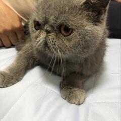 里親様決まりましたブサカワなエキゾチックショートヘアの女の子です。 - 猫