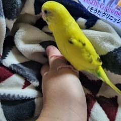 セキセイインコ8月生まれ