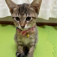 譲渡決定★かわいい子猫（16匹）の貰い手さん募集中！★★★No.2