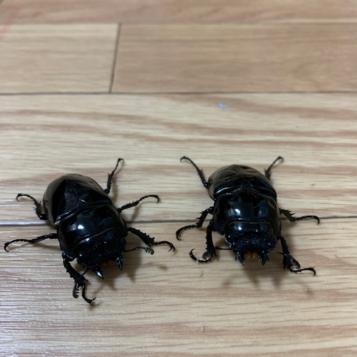 タランドゥスオオツヤクワガタメス2匹　取引決まりました