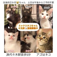 ママラグドール・パパマンチカン子猫ちゃん６ニャン兄弟　●●●本文...
