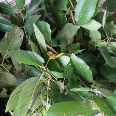 剪定🌿伐採で廃棄される枝葉⚠️桜🌸紅葉🍁ハナミズキなどの葉枝ください 