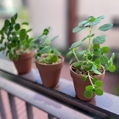 アロマティカスの画像