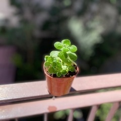 (a01) アロマティカスの画像